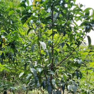 Prunus African/Entaseesa