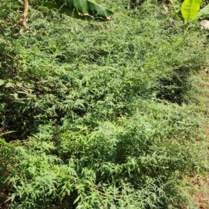 Artemesia
