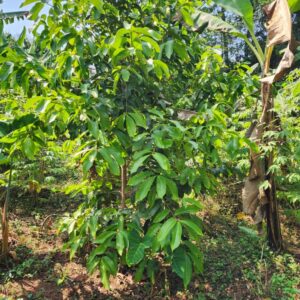 African Orange Cherry/ Omuboro Tree