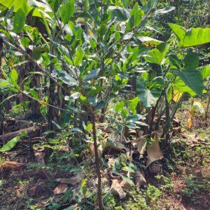 Bark-Cloth Fig/ Mutuba Tree