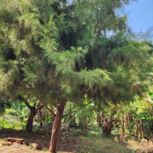 Cypress Tree/ Kakomera