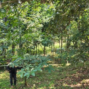 Malabar Nut