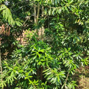 Warbugia Ugandensis