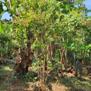 African leaf/Mujaaja